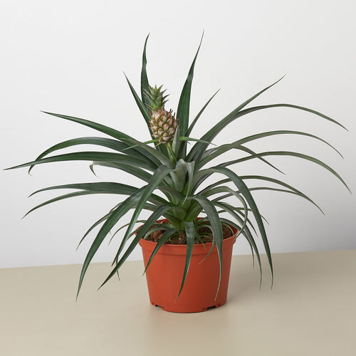 Bromeliad 'Yellow Pineapple' - 6 Pot