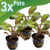 Cryptocoryne Wendtii