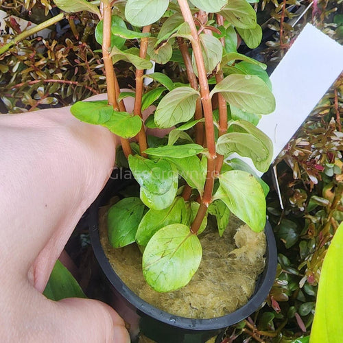 Potted Rotala Vietam H'ra