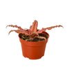 Cryptanthus 'Pink Star' - 4 Pot