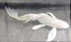 Butterfly koi
