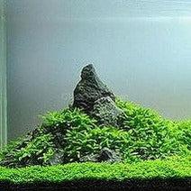 Dwarf Baby Tears on Lava Rock