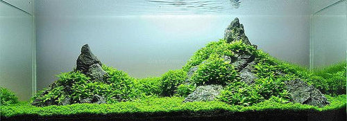 Dwarf Baby Tears 4 Coir Mat