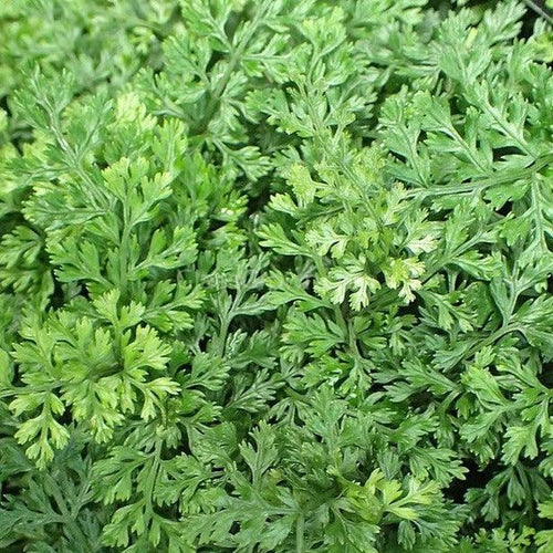 Potted Mini Bolbitis Heteroclita