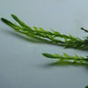 Willow Moss 2oz Portion