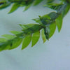 Willow Moss 2oz Portion