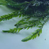 Willow Moss 2oz Portion