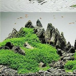 Dwarf Baby Tears on Lava Rock