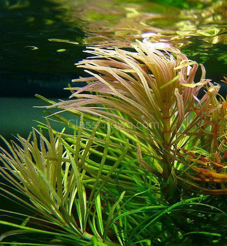 Bunch Pogostemon Stellatus 'Octopus'