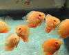 Red Spot Severum