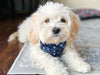 Brown Turkeys Dog Bandana