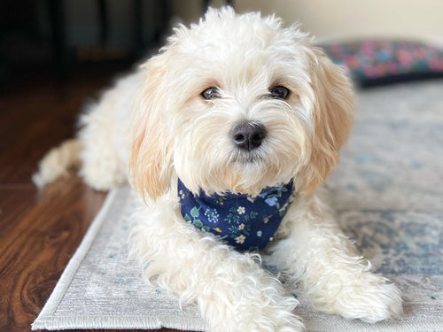 Boo Ghosts Dog Bandana