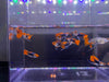 Black Koi Ribbon Butterfly Ears