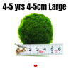 Large Marimo Moss Ball 1 pc 4-5cm LIVE Marimo Moss Ball Pet - Japanese Algae Ball