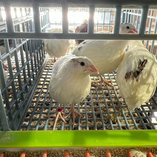 Jumbo White Coturnix Hatching Eggs - Premium Quail Eggs for Hatching - Perfect for Homesteaders, Breeders, Hobbyists - Freshly Collected for High Hatch Rates
