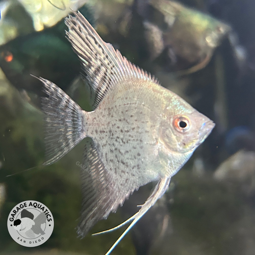 Assorted Fancy Angelfish Live Fancy Fish – Pinoy Blue Leopard Smokey Angelfish, Rare Line-Bred ...