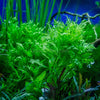 Grower's Choice Low Light Plants (6 Bunches)