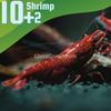 Bloody Mary Dwarf Shrimp 10+ Pack