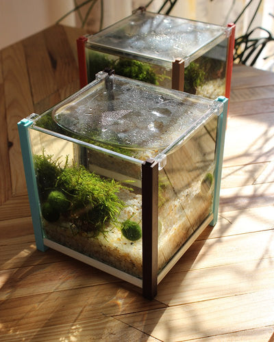 Live Marimo Moss Ball Aquarium 6PCS Set Kokedama Ball for 20 Gallon Aquarium