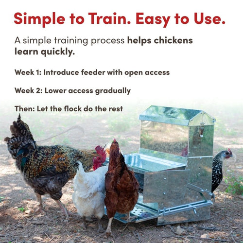 RentACoop 40 lb Automatic Treadle Chicken Feeder