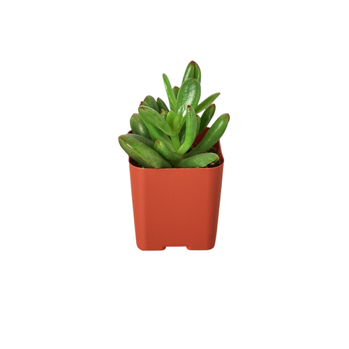 3 Tropical Plant Variety Bundle