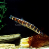 Kuhli Loach 3 Pack