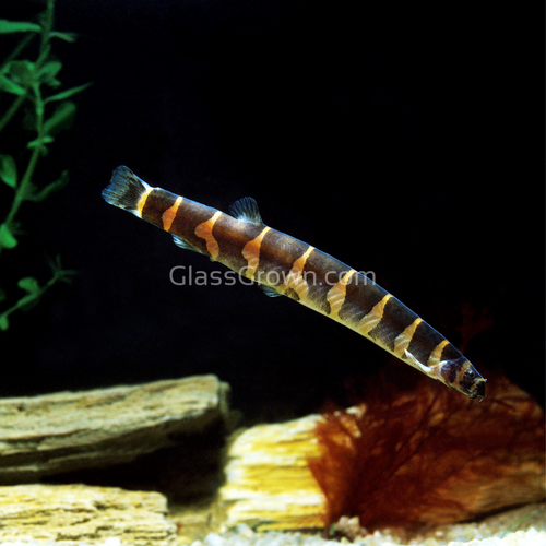 Kuhli Loach 3 Pack