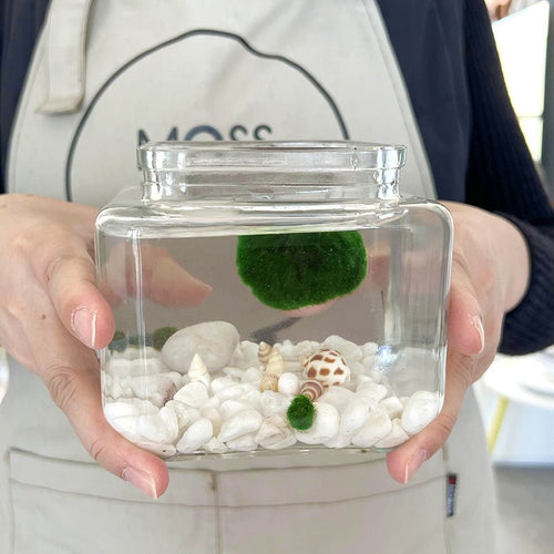 Marimo Moss Ball Aquarium Glass Terrarium Designer 4.5 Home Decor and Office Decor