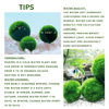 Live Marimo Moss Ball Aquarium 6PCS Set Kokedama Ball for 20 Gallon Aquarium