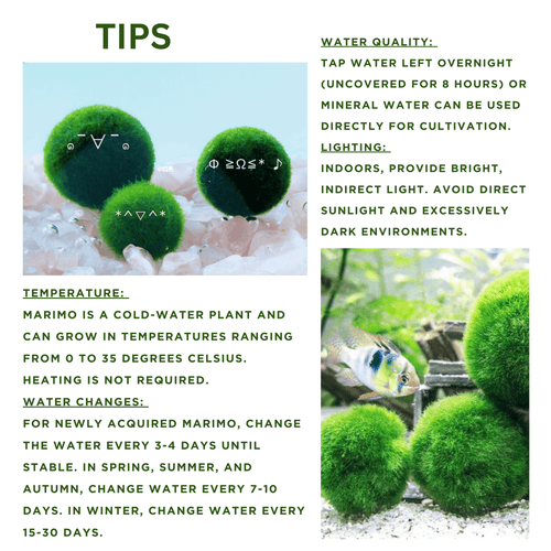Live Marimo Moss Ball Aquarium 6PCS Set Kokedama Ball for 20 Gallon Aquarium