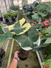 Alocasia 'Mickey Mouse' (Xanthosoma sagittifolium 'Variegatum Monstrosum')