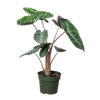 Alocasia Pink Dragon