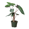 Alocasia Pink Dragon
