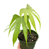Anthurium Fingers