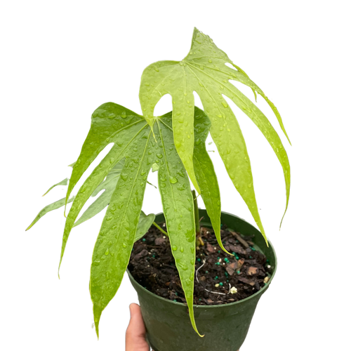 Anthurium Fingers