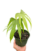 Anthurium Fingers