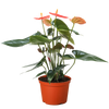 Anthurium 'Orange'