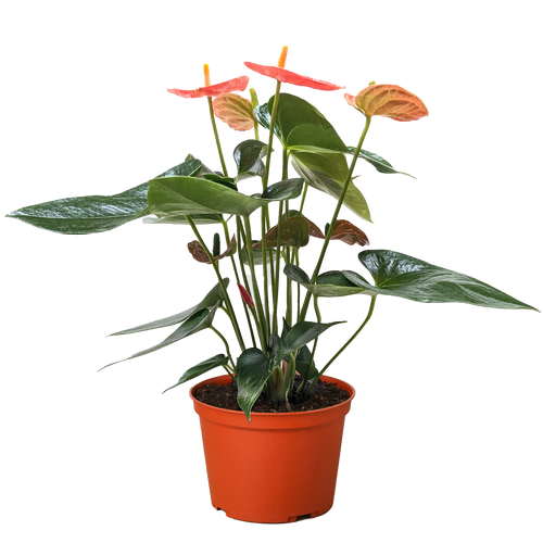 Anthurium 'Orange'