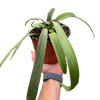 Anthurium 'Vittarifolium' | Rare Tropical Epiphyte with Pendant Leaves | House Plant Shop