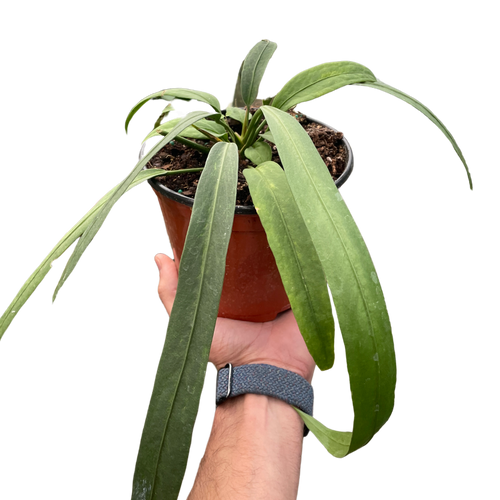 Anthurium 'Vittarifolium' | Rare Tropical Epiphyte with Pendant Leaves | House Plant Shop