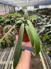 Anthurium 'Vittarifolium' | Rare Tropical Epiphyte with Pendant Leaves | House Plant Shop