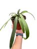 Anthurium 'Vittarifolium' | Rare Tropical Epiphyte with Pendant Leaves | House Plant Shop