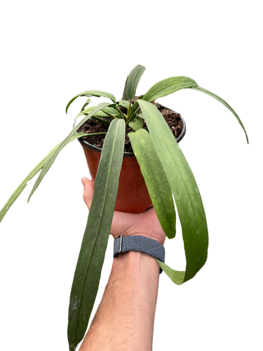 Anthurium 'Vittarifolium' | Rare Tropical Epiphyte with Pendant Leaves | House Plant Shop