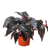 Begonia 'Black Magic'