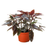 Begonia 'Corallina'