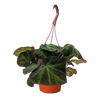 Begonia 'Soli Mutata'
