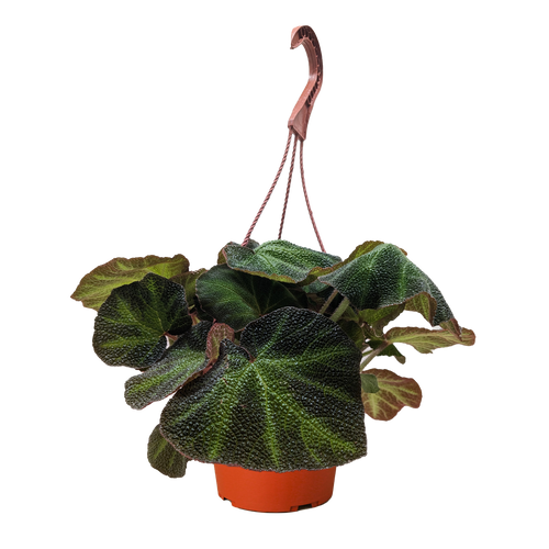 Begonia 'Soli Mutata'