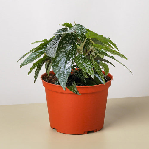 Begonia 'White Ice'