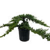 Bonsai Juniper
