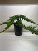 Bonsai Juniper